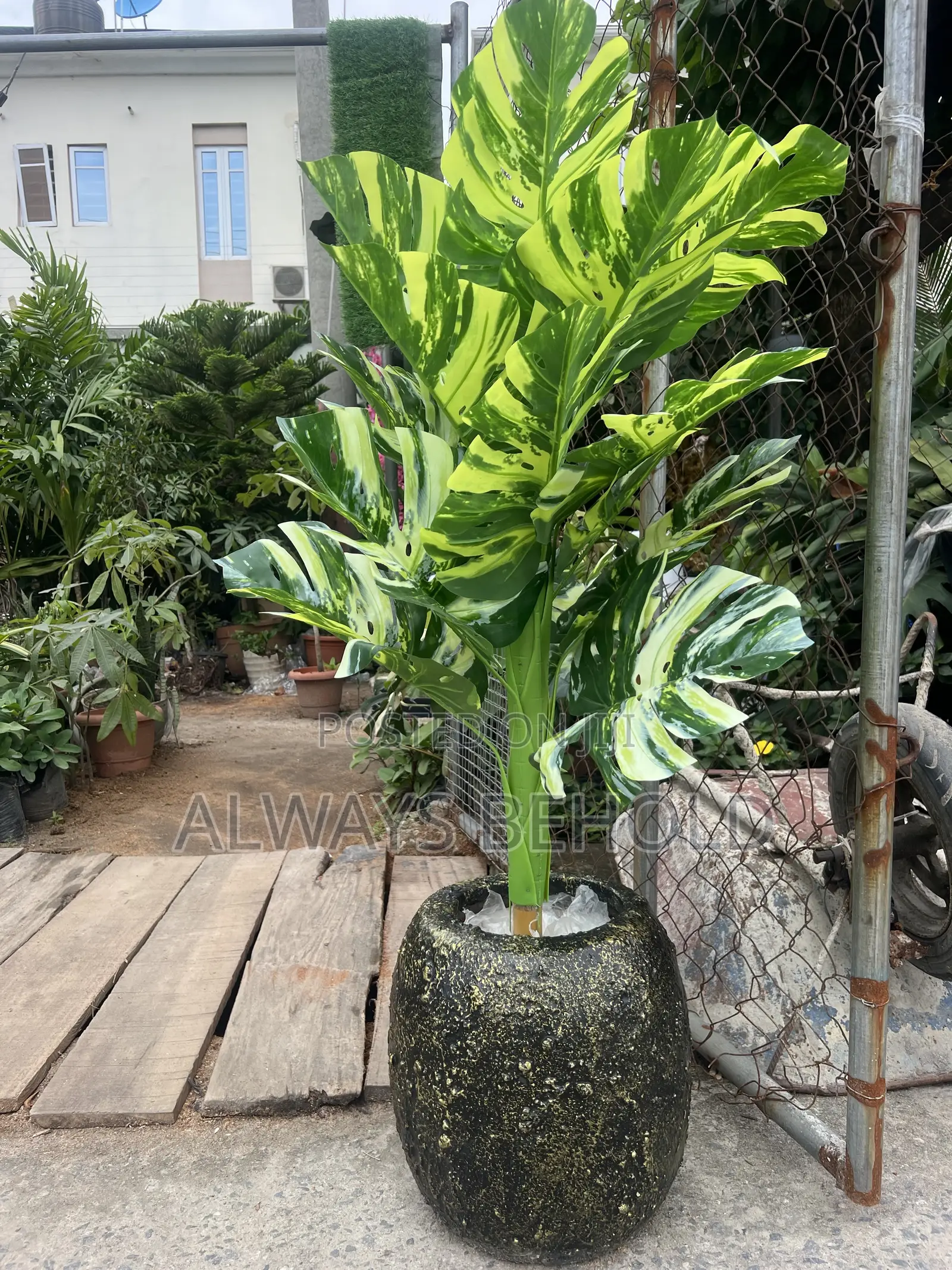 Green, Lime-Green and Cream Variegation.
