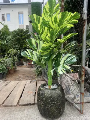 Green, Lime-Green and Cream Variegation.