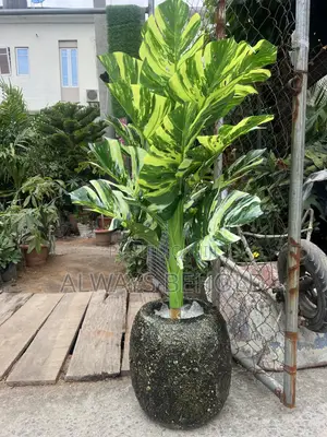 Green, Lime-Green and Cream Variegation.