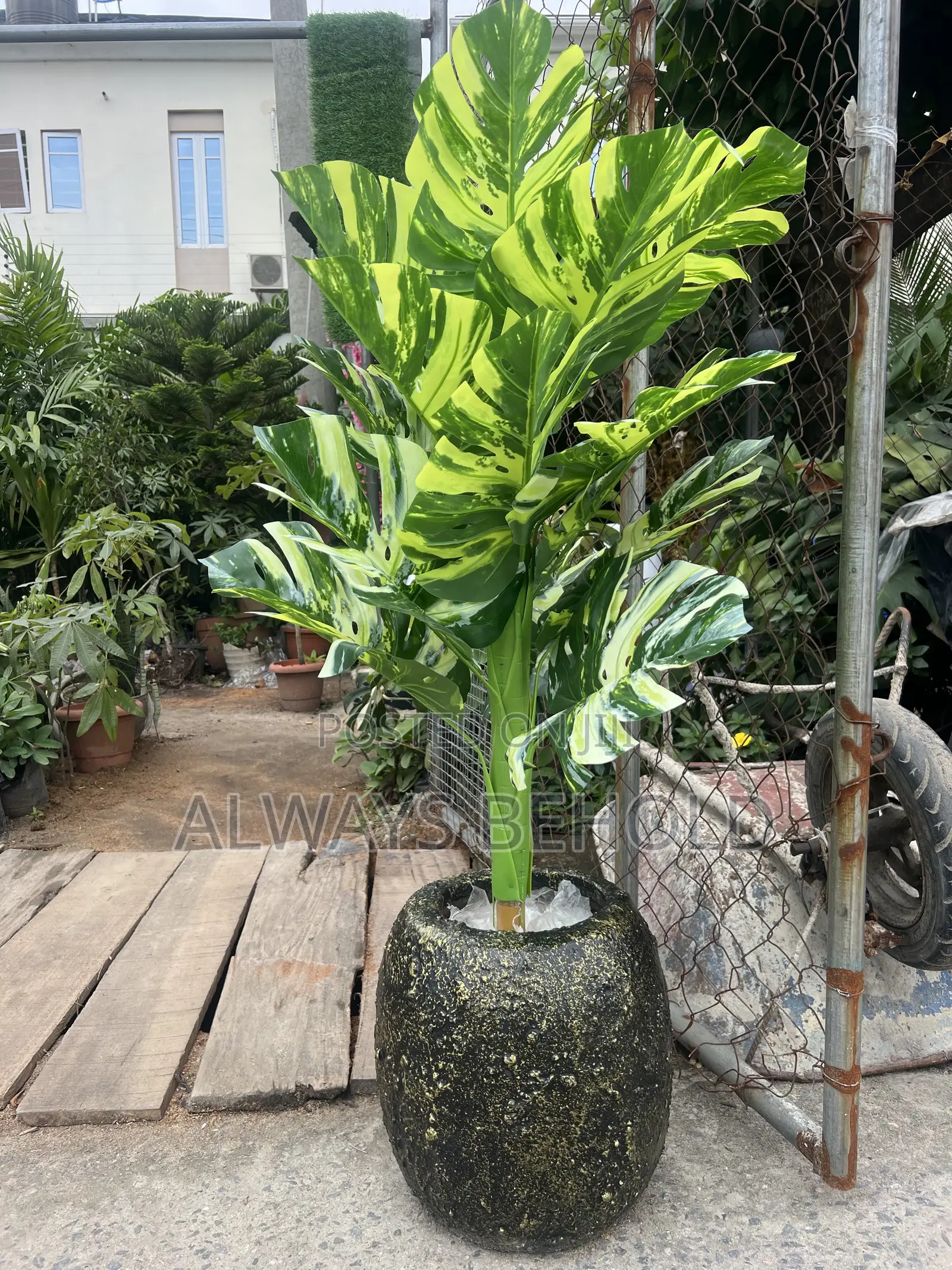 Green, Lime-Green and Cream Variegation.
