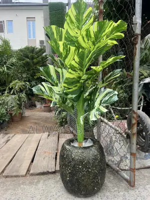Green, Lime-Green and Cream Variegation.
