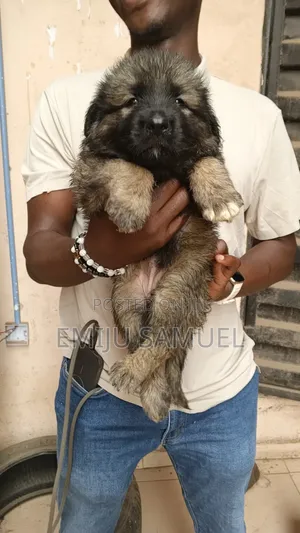 1-3 months Female Purebred Caucasian Shepherd