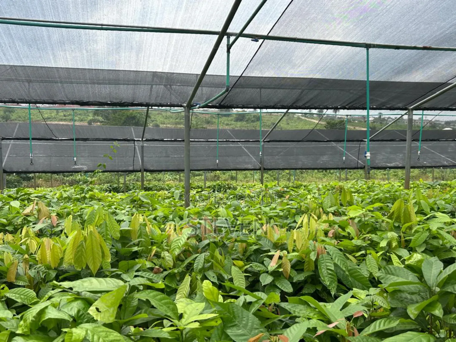 Hybrid Seedlings