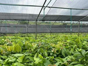 Hybrid Seedlings