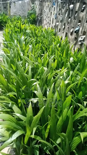 Hybrid Seedlings