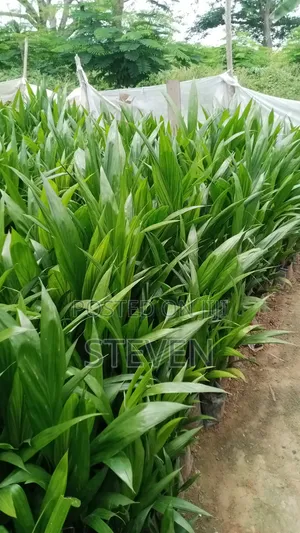 Hybrid Seedlings