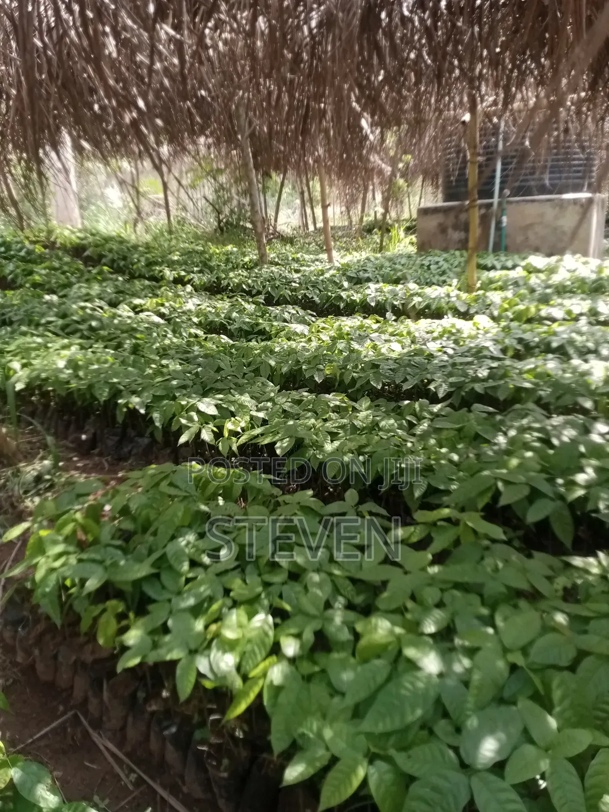 Hybrid Seedlings