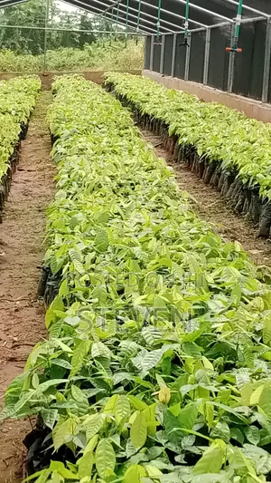 Hybrid Seedlings