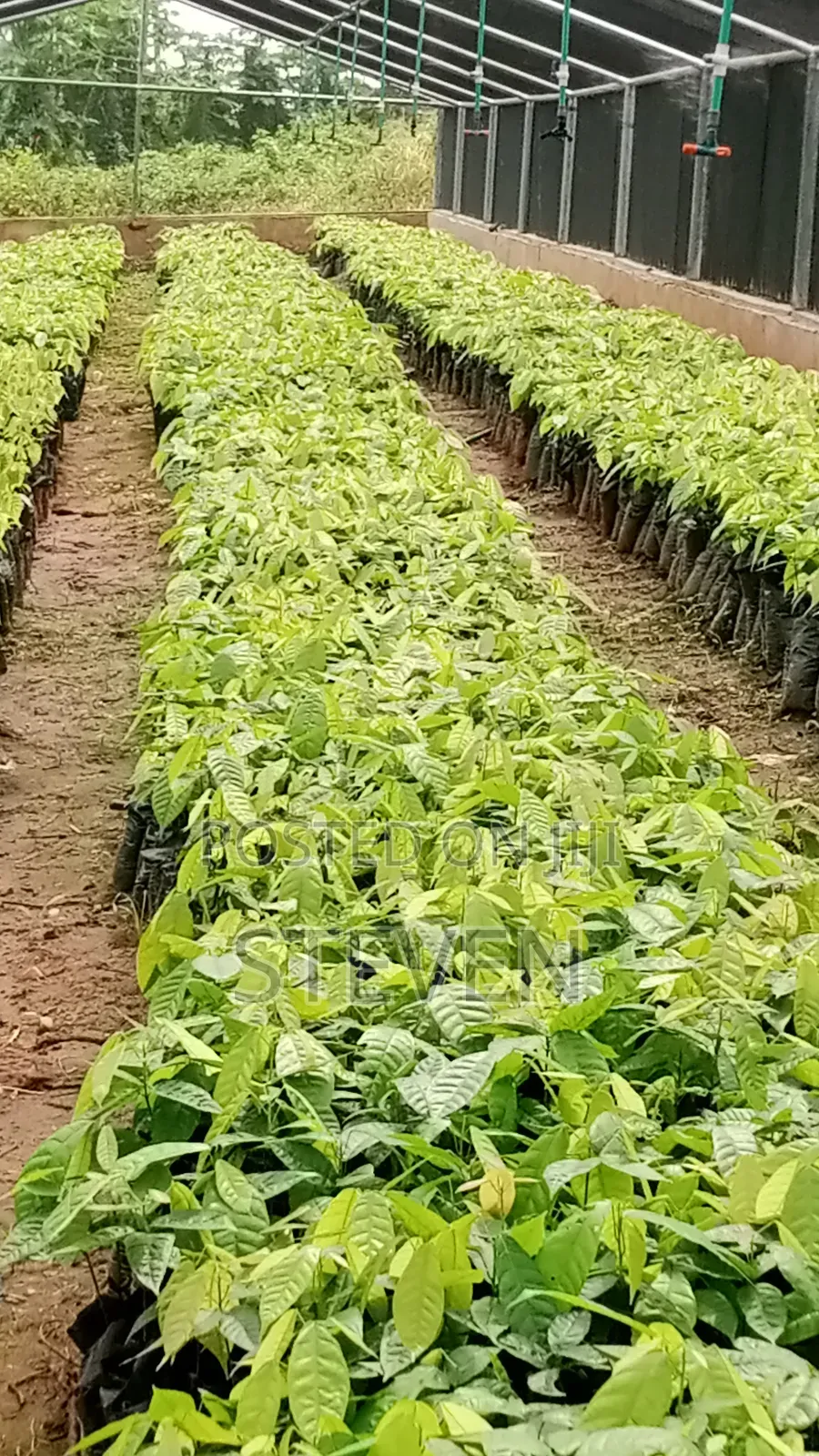 Hybrid Seedlings