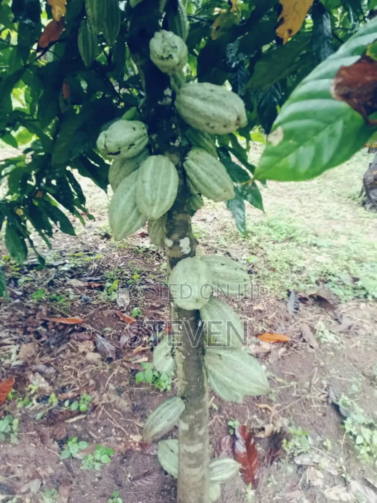 Hybrid Seedlings