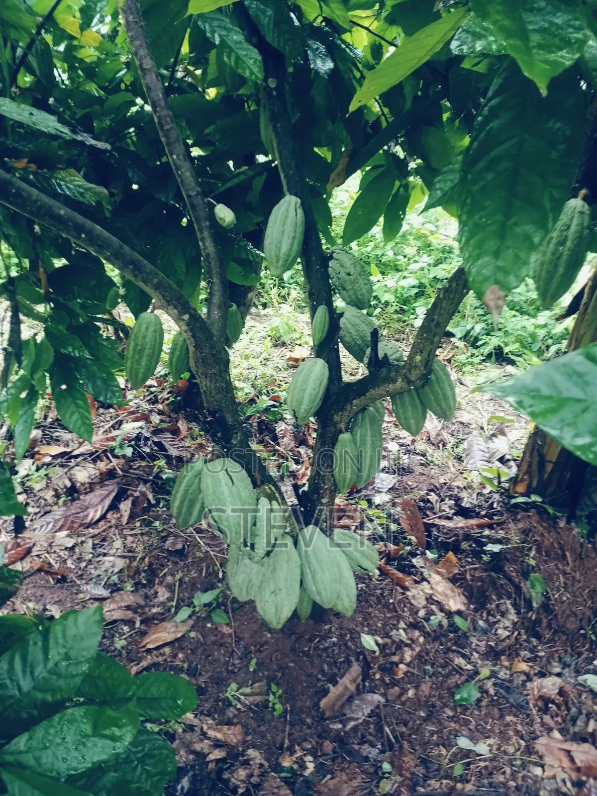 Hybrid Seedlings