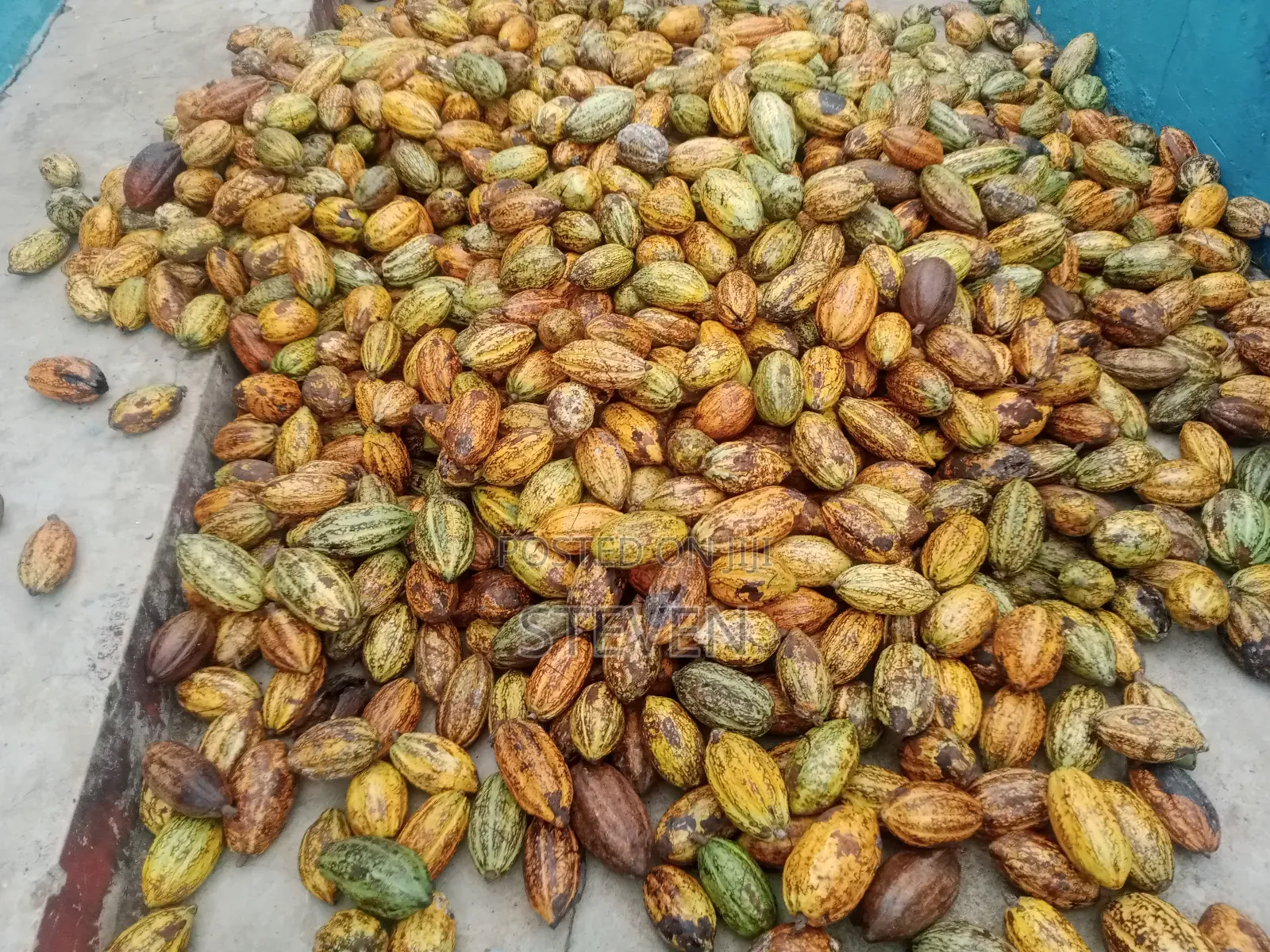 Hybrid Seedlings