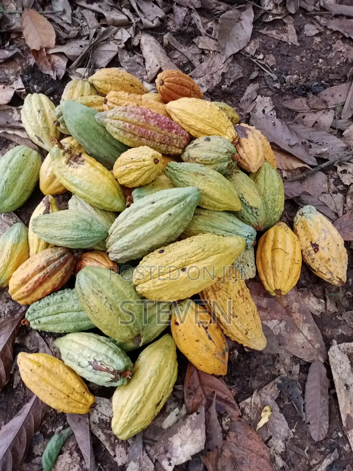 Hybrid Seedlings