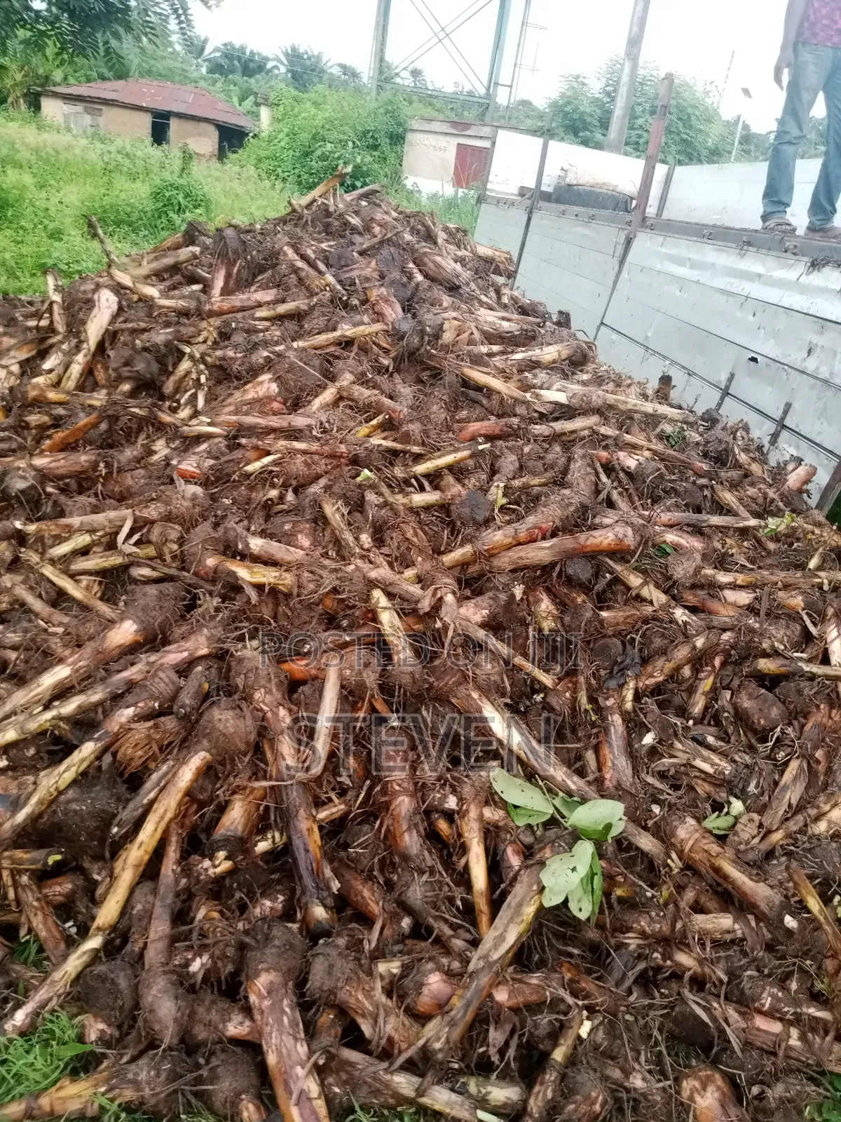 Hybrid Seedlings