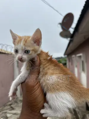 1-3 months Male Purebred Tabby