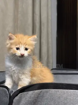 1-3 months Male Purebred Turkish Angora