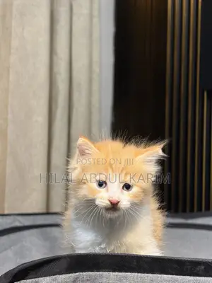 1-3 months Male Purebred Turkish Angora