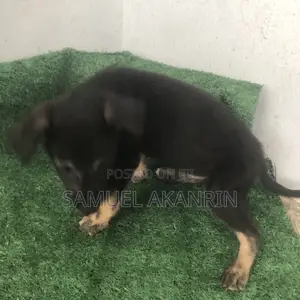 1-3 months Male Purebred German Shepherd
