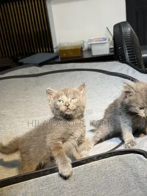 1-3 months Male Purebred Russian Blue