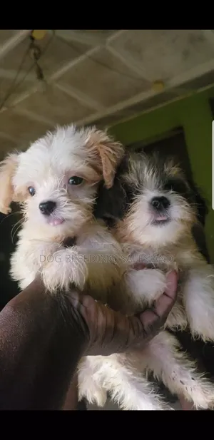 1-3 months Male Purebred Lhasa Apso