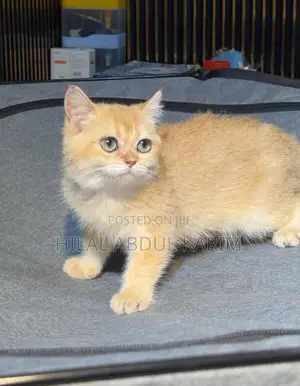 3-6 months Male Purebred British Shorthair