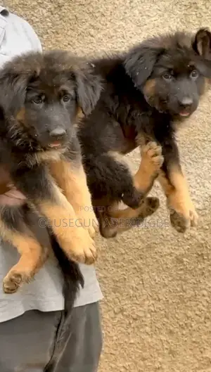 1-3 months Female Purebred German Shepherd