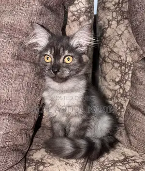 1-3 months Male Purebred Siberian