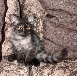 1-3 months Male Purebred Siberian
