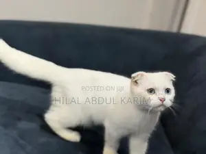 3-6 months Male Purebred Scottish Fold