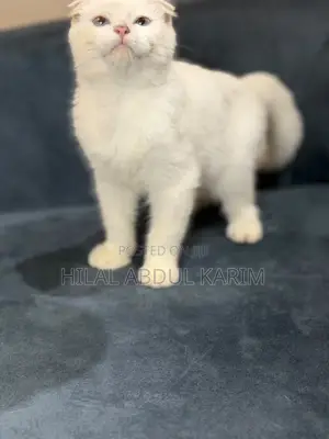 3-6 months Male Purebred Scottish Fold