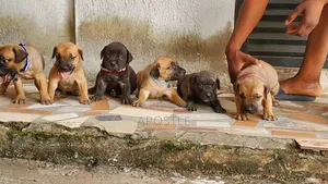 1-3 months Female Purebred Boerboel
