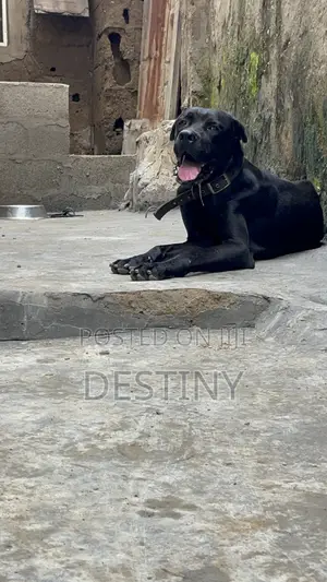 1+ year Male Purebred Cane Corso