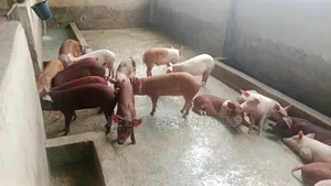 Pigs Available for Sale