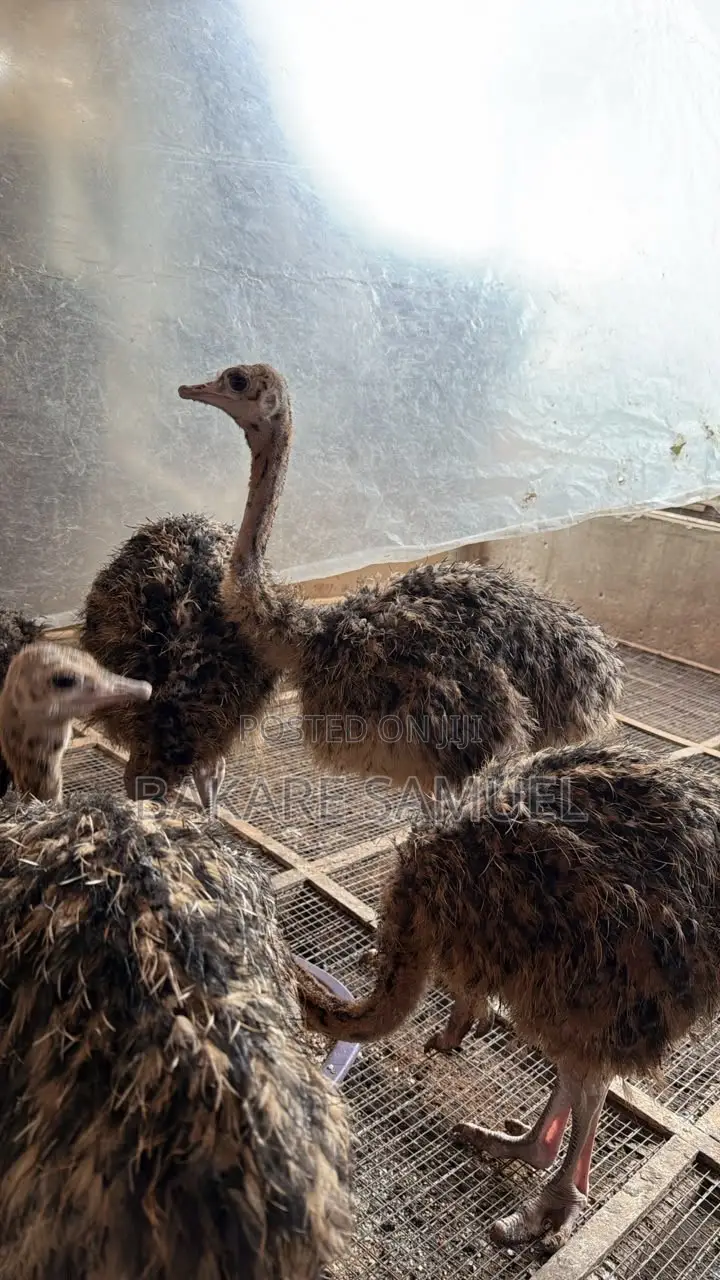 Ostrich Chicks