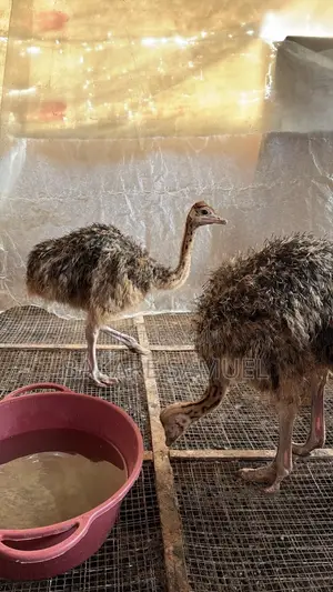 Ostrich Chicks