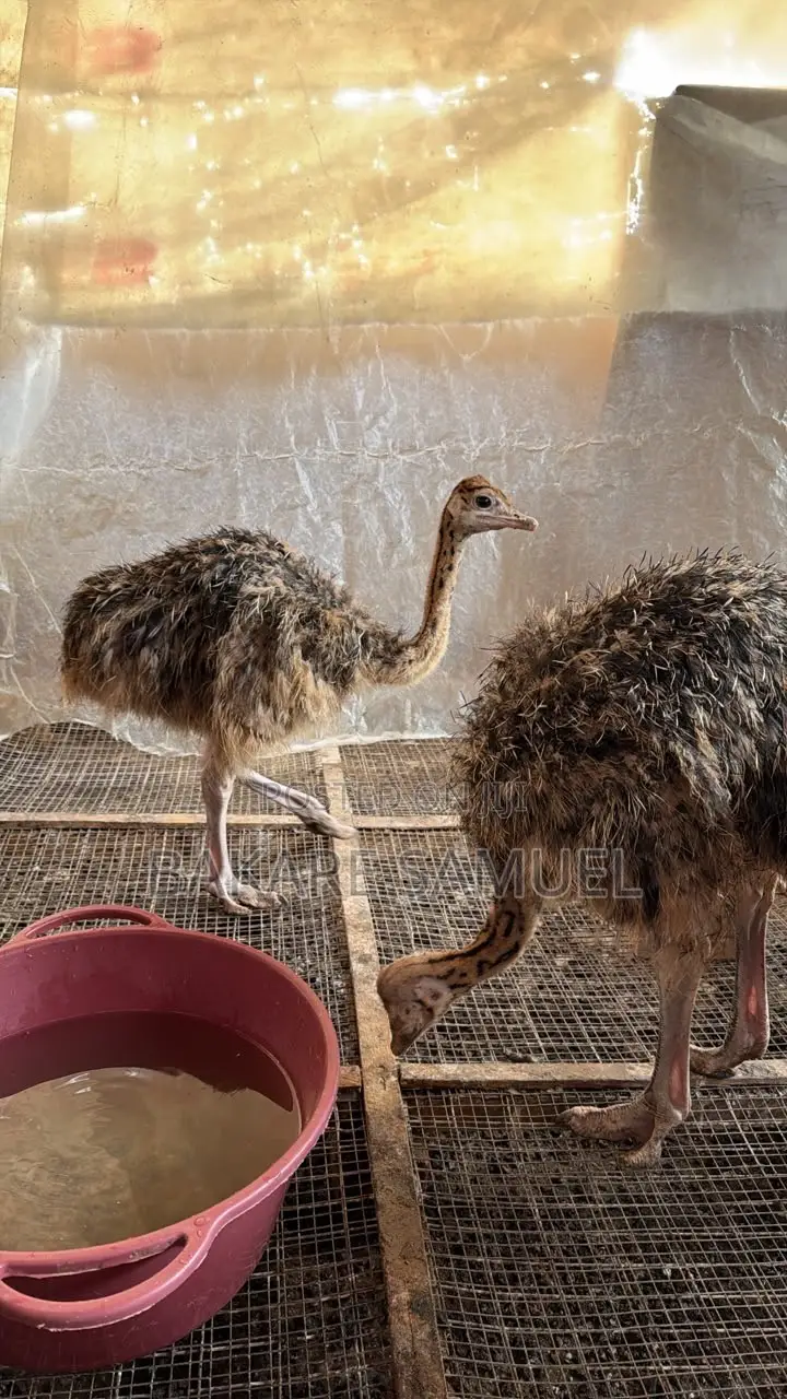 Ostrich Chicks