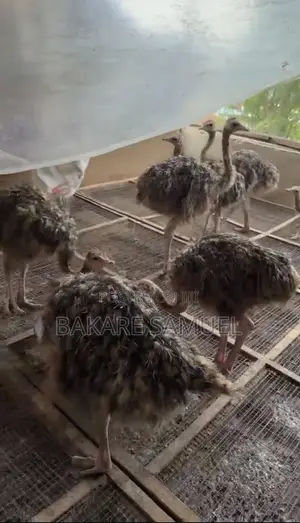 Ostrich Chicks