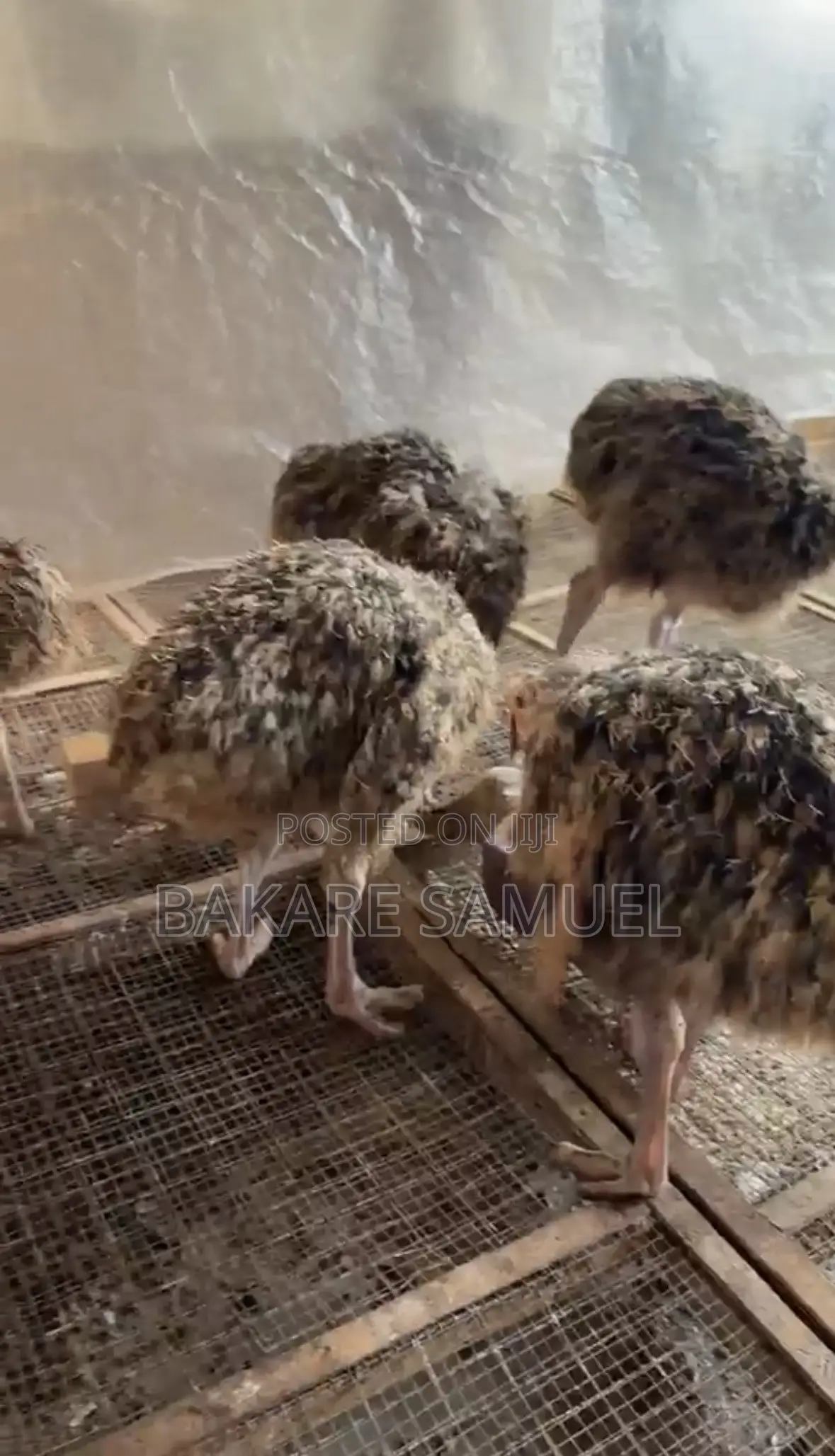 Ostrich Chicks