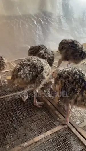 Ostrich Chicks