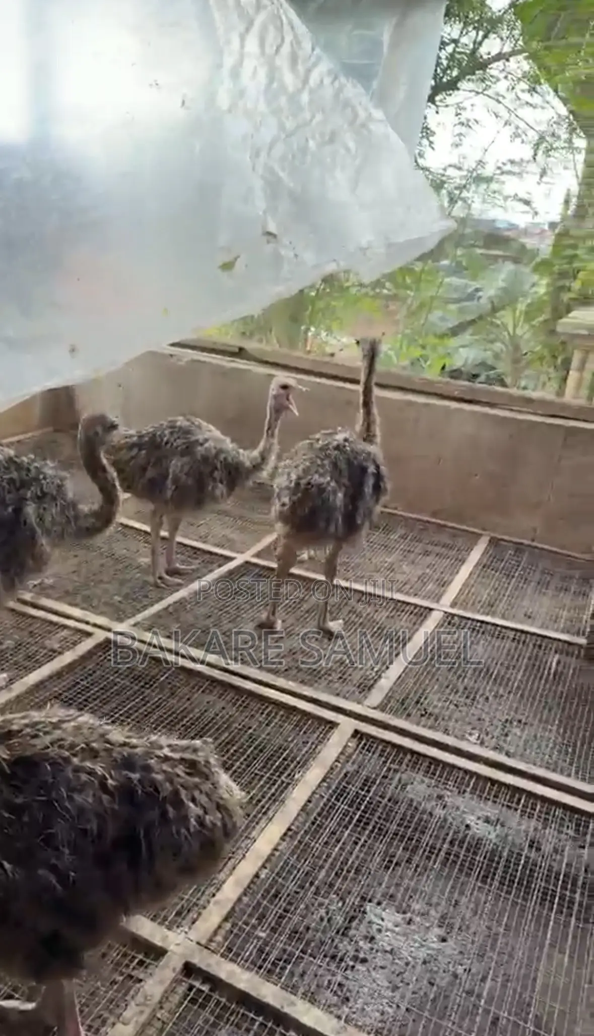 Ostrich Chicks