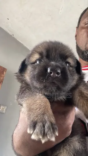 0-1 month Female Purebred German Shepherd