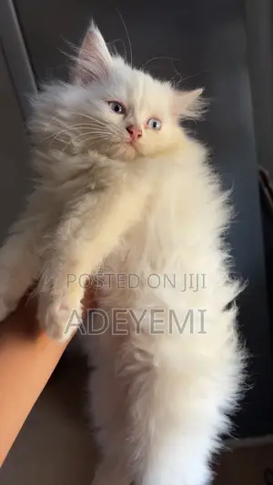 1-3 months Male Purebred Persian