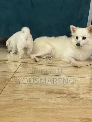 1-3 months Male Purebred American Eskimo