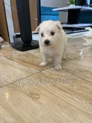 1-3 months Male Purebred American Eskimo
