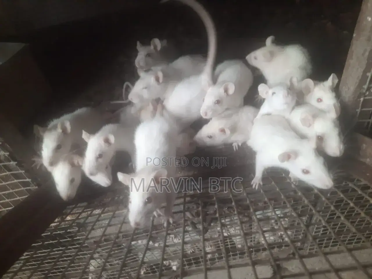 Albino Rats/ Lab Mice