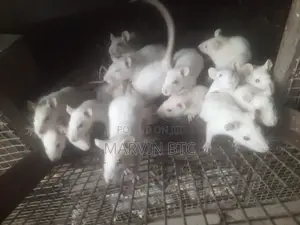 Albino Rats/ Lab Mice