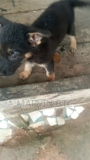 1-3 months Female Purebred German Shepherd
