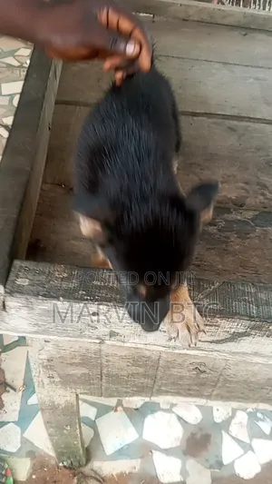 1-3 months Female Purebred German Shepherd