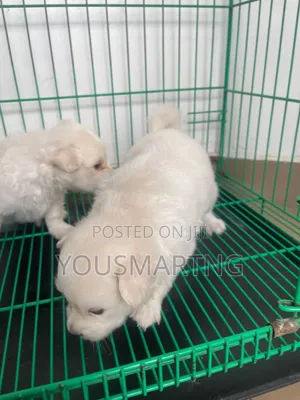 1-3 months Male Purebred American Eskimo