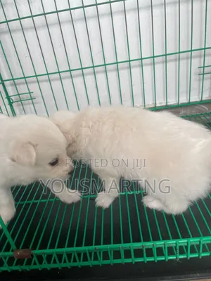 1-3 months Male Purebred American Eskimo
